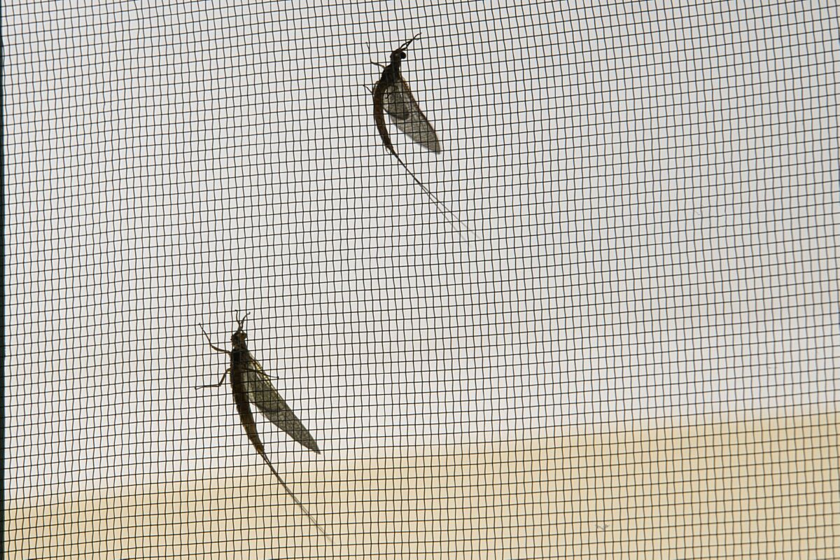Visitor - Mayflies
